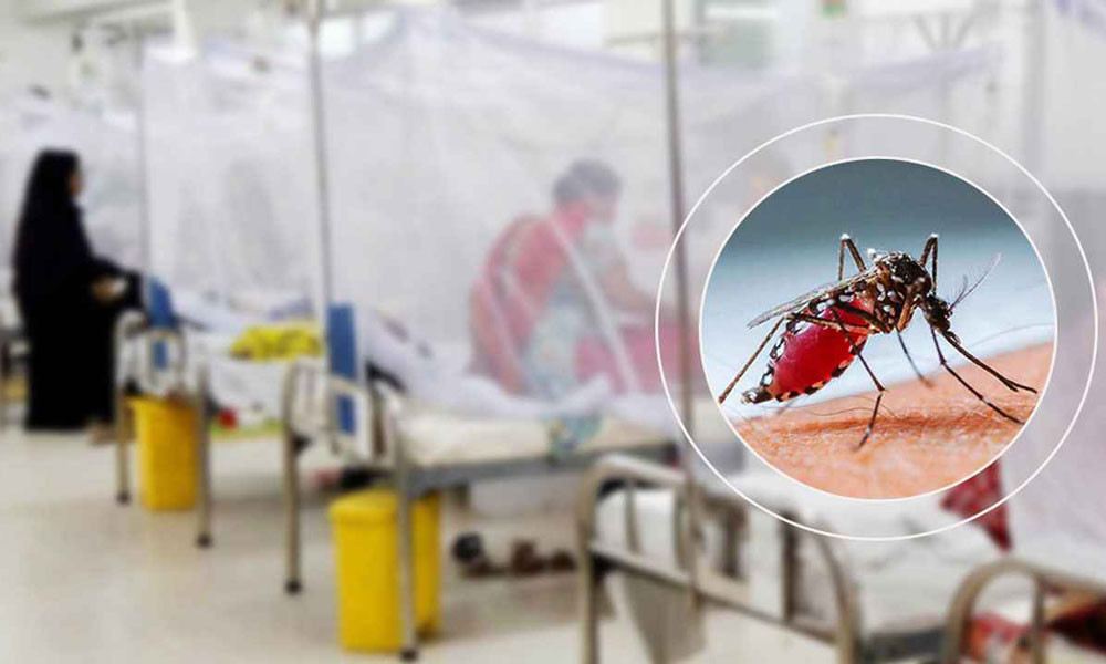 ২৪ ঘণ্টায় ডেঙ্গুতে মৃত্যু নেই, হাসপাতালে ভর্তি ৫৩