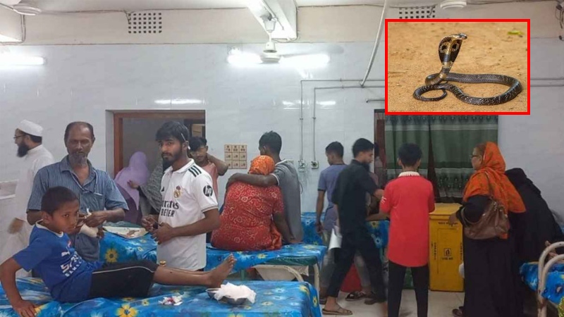চাঁদপুরে বাড়ছে সাপে কাটা রোগীর সংখ্যা