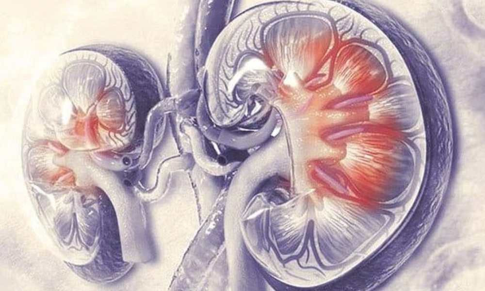 রাতের যে তিন অভ্যাস বাড়তি চাপে ফেলে কিডনিকে